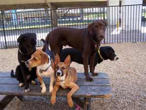 Urban Paws Dallas Dog Boarding and Daycare