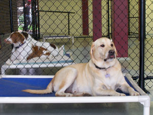 Urban Paws Dallas Dog Boarding and Daycare